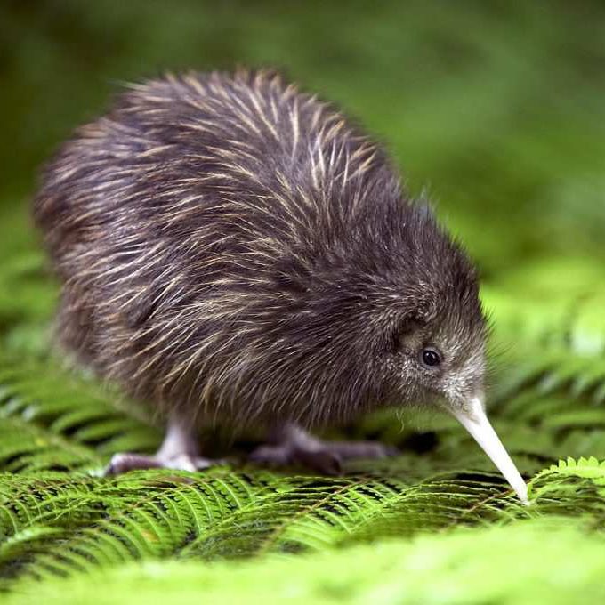 actividades Nueva Zelanda