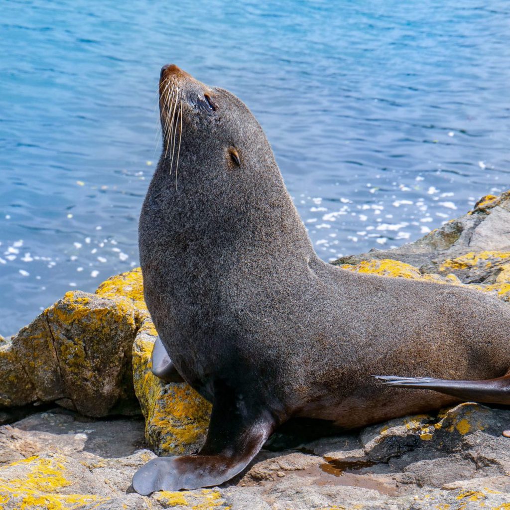 que hacer isla sur nueva zelanda