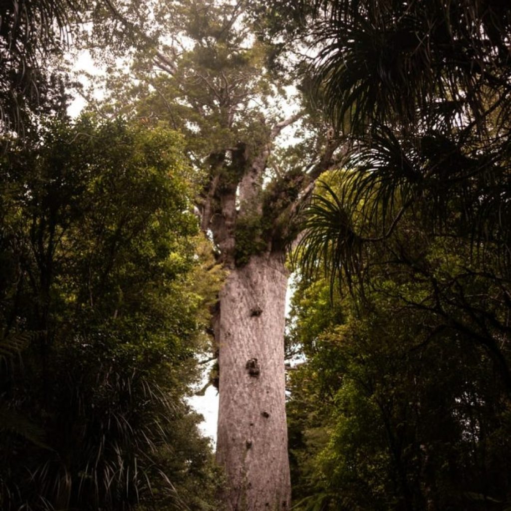 kauri Nueva Zelanda